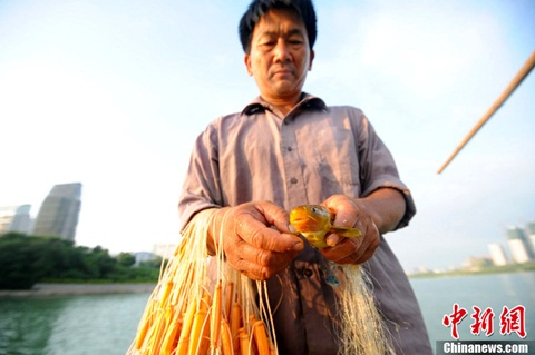Lại[-]xuất[-]hiện[-]'cá[-]ăn[-]thịt[-]người'[-]ở[-]Trung[-]Quốc